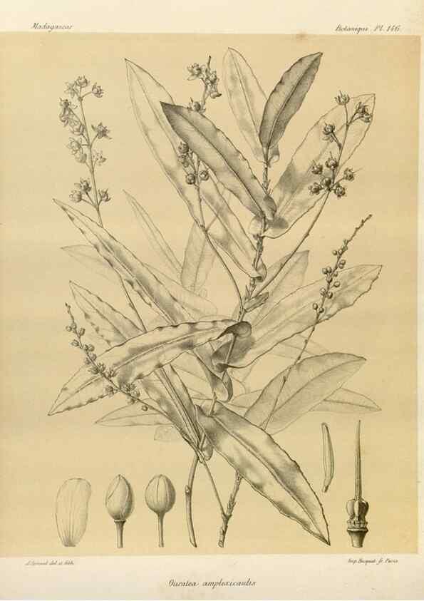 Reproducción/Reproduction 49785364558: Histoire physique, naturelle, et politique de Madagascar. Paris :Impr. nationale,1885-. 