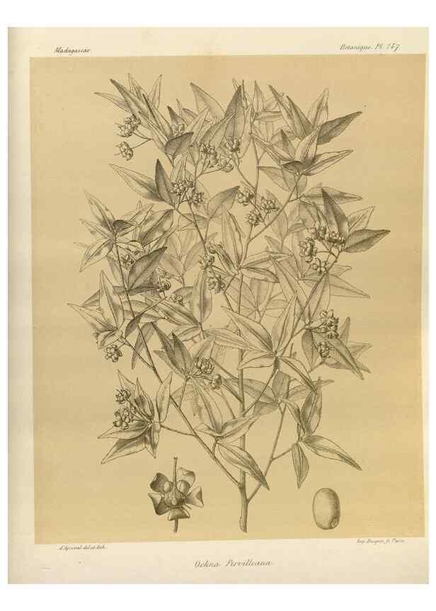 Reproducción/Reproduction 49786223752: Histoire physique, naturelle, et politique de Madagascar. Paris :Impr. nationale,1885-. 