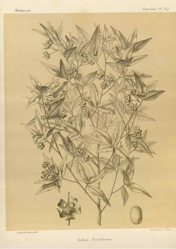 Reproducción/Reproduction 49786223752: Histoire physique, naturelle, et politique de Madagascar. Paris :Impr. nationale,1885-. 
