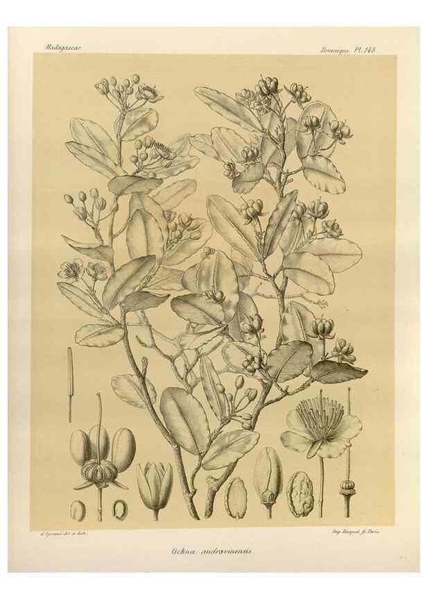 Reproducción/Reproduction 49785902836: Histoire physique, naturelle, et politique de Madagascar. Paris :Impr. nationale,1885-. 