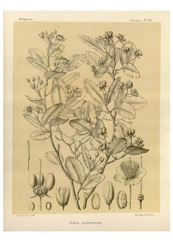 Reproducción/Reproduction 49785902836: Histoire physique, naturelle, et politique de Madagascar. Paris :Impr. nationale,1885-. 