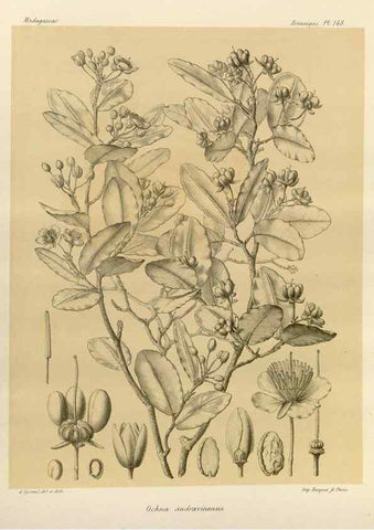 Reproducción/Reproduction 49785902836: Histoire physique, naturelle, et politique de Madagascar. Paris :Impr. nationale,1885-. 