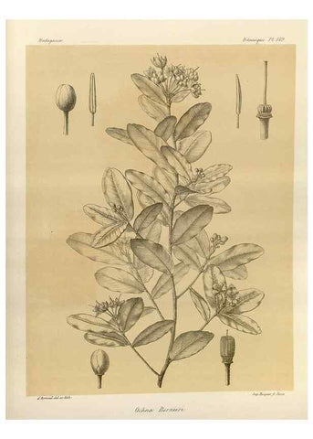 Reproducción/Reproduction 49785365423: Histoire physique, naturelle, et politique de Madagascar. Paris :Impr. nationale,1885-. 