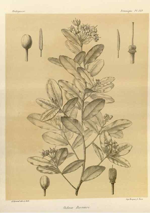 Reproducción/Reproduction 49785365423: Histoire physique, naturelle, et politique de Madagascar. Paris :Impr. nationale,1885-. 
