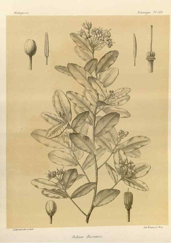Reproducción/Reproduction 49785365423: Histoire physique, naturelle, et politique de Madagascar. Paris :Impr. nationale,1885-. 