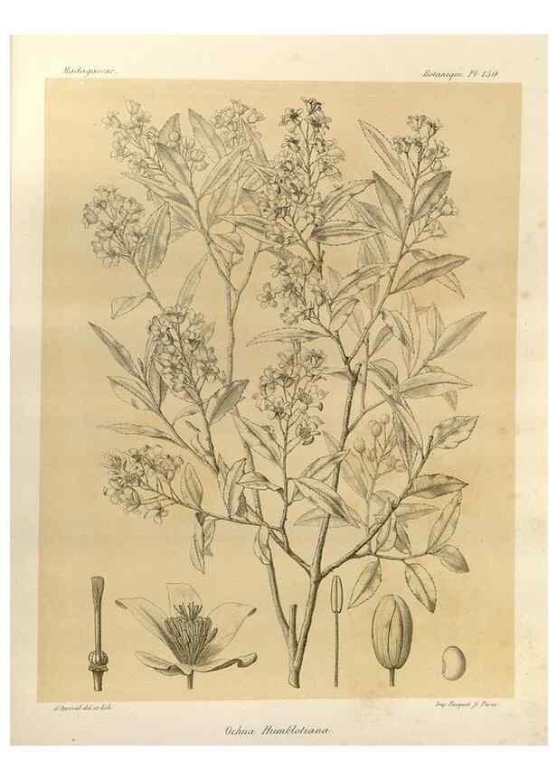 Reproducción/Reproduction 49786224907: Histoire physique, naturelle, et politique de Madagascar. Paris :Impr. nationale,1885-. 