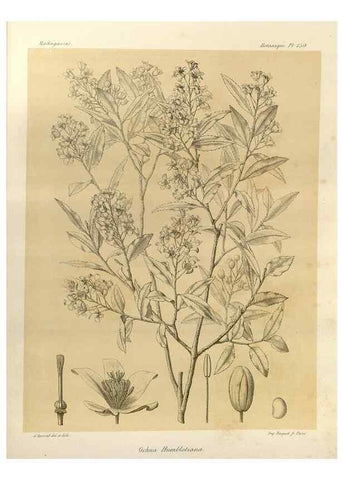 Reproducción/Reproduction 49786224907: Histoire physique, naturelle, et politique de Madagascar. Paris :Impr. nationale,1885-. 