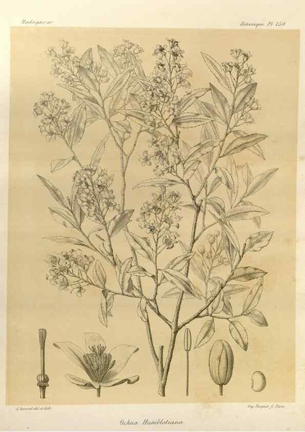 Reproducción/Reproduction 49786224907: Histoire physique, naturelle, et politique de Madagascar. Paris :Impr. nationale,1885-. 