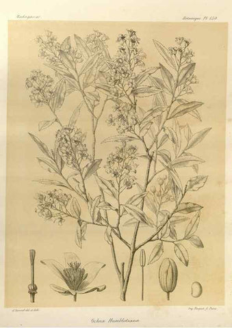 Reproducción/Reproduction 49786224907: Histoire physique, naturelle, et politique de Madagascar. Paris :Impr. nationale,1885-. 
