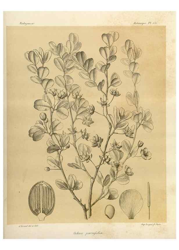 Reproducción/Reproduction 49785366303: Histoire physique, naturelle, et politique de Madagascar. Paris :Impr. nationale,1885-. 