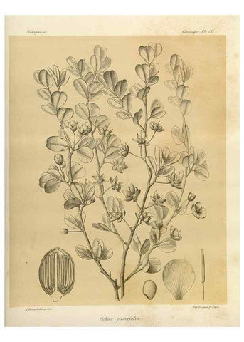Reproducción/Reproduction 49785366303: Histoire physique, naturelle, et politique de Madagascar. Paris :Impr. nationale,1885-. 