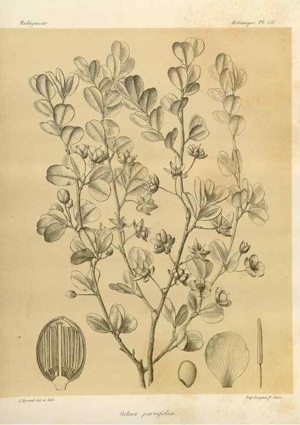 Reproducción/Reproduction 49785366303: Histoire physique, naturelle, et politique de Madagascar. Paris :Impr. nationale,1885-. 