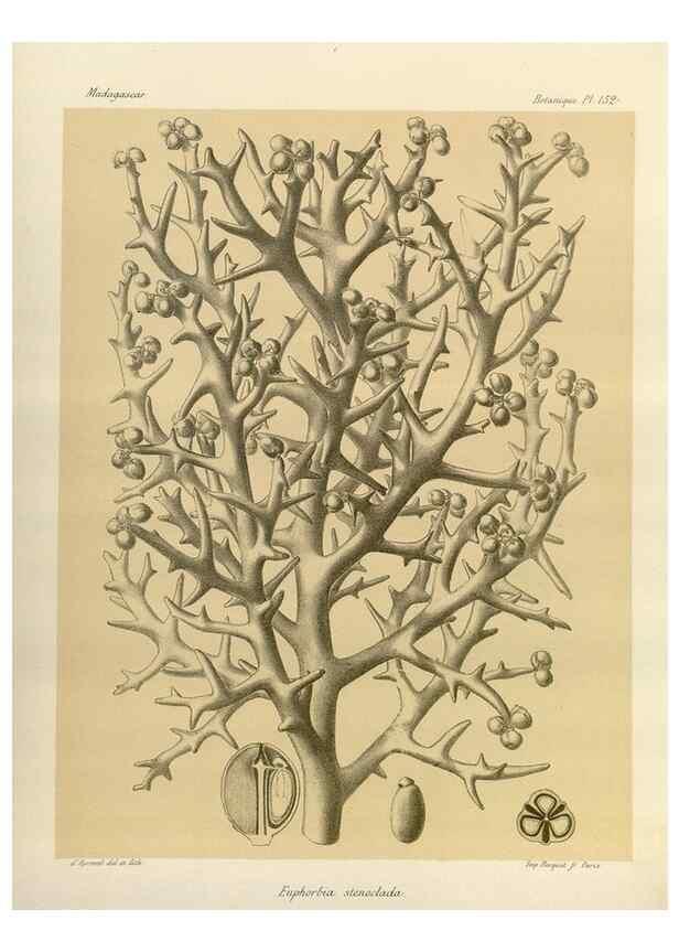 Reproducción/Reproduction 49785366713: Histoire physique, naturelle, et politique de Madagascar. Paris :Impr. nationale,1885-. 