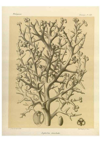 Reproducción/Reproduction 49785366713: Histoire physique, naturelle, et politique de Madagascar. Paris :Impr. nationale,1885-. 