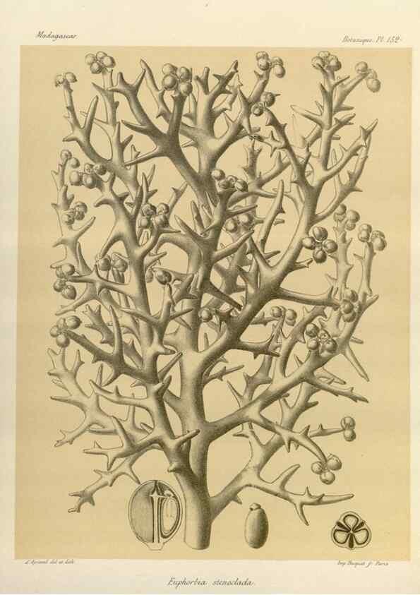 Reproducción/Reproduction 49785366713: Histoire physique, naturelle, et politique de Madagascar. Paris :Impr. nationale,1885-. 