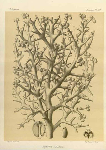 Reproducción/Reproduction 49785366713: Histoire physique, naturelle, et politique de Madagascar. Paris :Impr. nationale,1885-. 