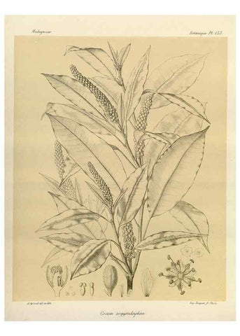 Reproducción/Reproduction 49785904786: Histoire physique, naturelle, et politique de Madagascar. Paris :Impr. nationale,1885-. 