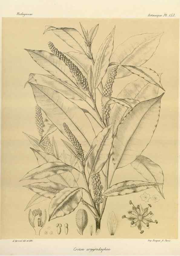 Reproducción/Reproduction 49785904786: Histoire physique, naturelle, et politique de Madagascar. Paris :Impr. nationale,1885-. 