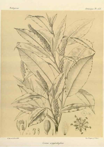 Reproducción/Reproduction 49785904786: Histoire physique, naturelle, et politique de Madagascar. Paris :Impr. nationale,1885-. 