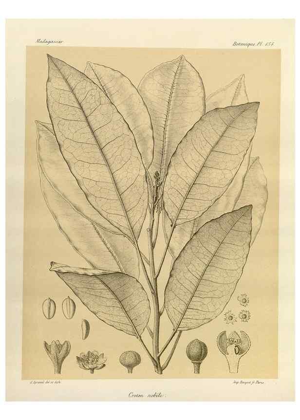 Reproducción/Reproduction 49786226427: Histoire physique, naturelle, et politique de Madagascar. Paris :Impr. nationale,1885-. 