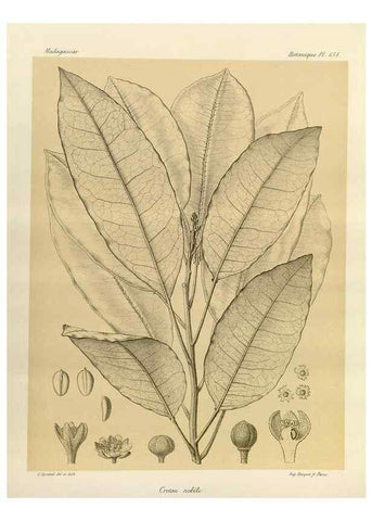 Reproducción/Reproduction 49786226427: Histoire physique, naturelle, et politique de Madagascar. Paris :Impr. nationale,1885-. 