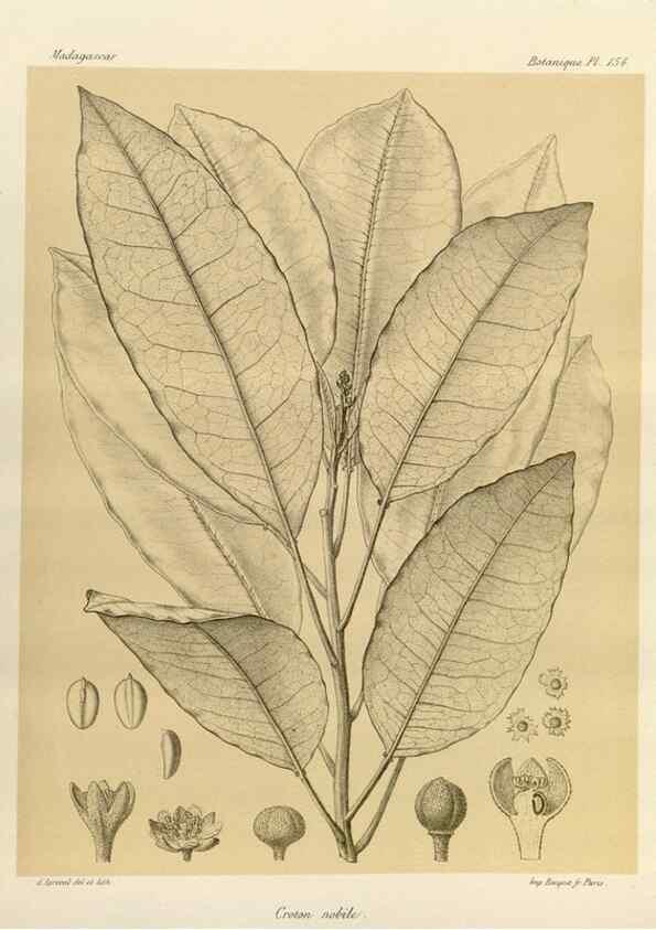 Reproducción/Reproduction 49786226427: Histoire physique, naturelle, et politique de Madagascar. Paris :Impr. nationale,1885-. 