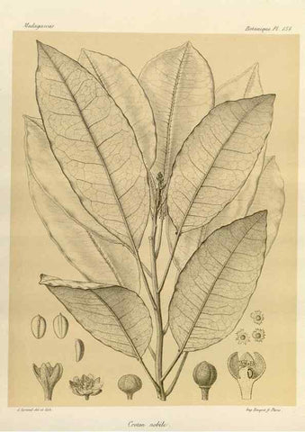Reproducción/Reproduction 49786226427: Histoire physique, naturelle, et politique de Madagascar. Paris :Impr. nationale,1885-. 