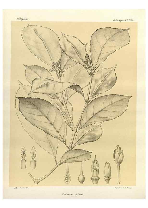 Reproducción/Reproduction 49785362618: Histoire physique, naturelle, et politique de Madagascar. Paris :Impr. nationale,1885-. 