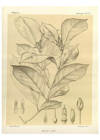 Reproducción/Reproduction 49785362618: Histoire physique, naturelle, et politique de Madagascar. Paris :Impr. nationale,1885-. 