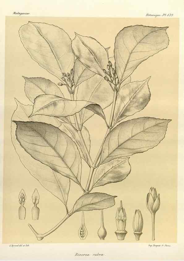 Reproducción/Reproduction 49785362618: Histoire physique, naturelle, et politique de Madagascar. Paris :Impr. nationale,1885-. 