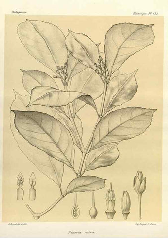 Reproducción/Reproduction 49785362618: Histoire physique, naturelle, et politique de Madagascar. Paris :Impr. nationale,1885-. 