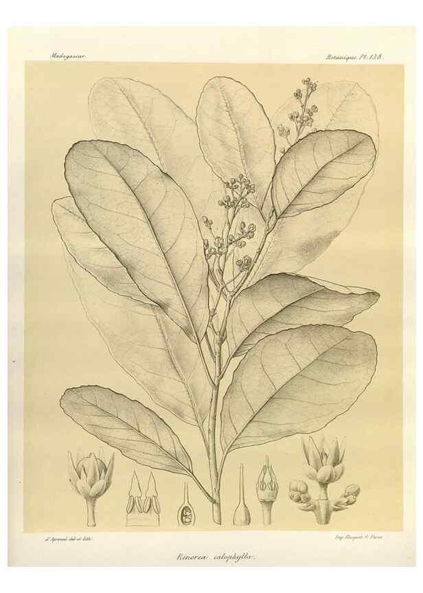 Reproducción/Reproduction 49785362203: Histoire physique, naturelle, et politique de Madagascar. Paris :Impr. nationale,1885-. 