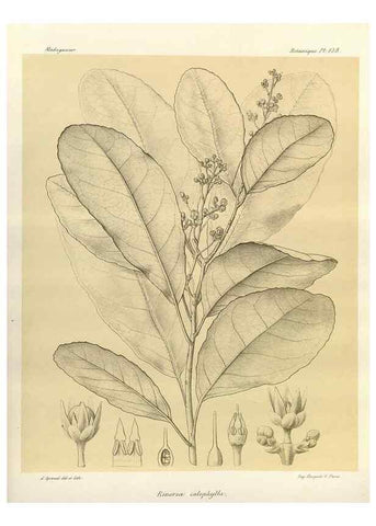 Reproducción/Reproduction 49785362203: Histoire physique, naturelle, et politique de Madagascar. Paris :Impr. nationale,1885-. 