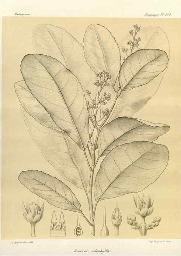 Reproducción/Reproduction 49785362203: Histoire physique, naturelle, et politique de Madagascar. Paris :Impr. nationale,1885-. 