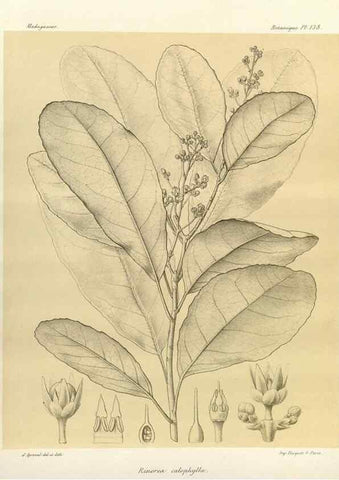 Reproducción/Reproduction 49785362203: Histoire physique, naturelle, et politique de Madagascar. Paris :Impr. nationale,1885-. 