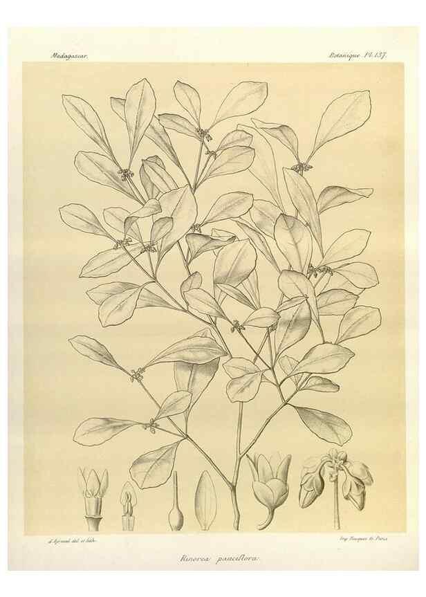 Reproducción/Reproduction 49785361933: Histoire physique, naturelle, et politique de Madagascar. Paris :Impr. nationale,1885-. 