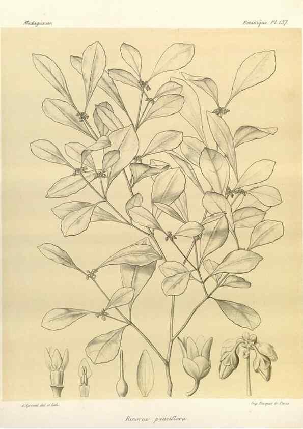 Reproducción/Reproduction 49785361933: Histoire physique, naturelle, et politique de Madagascar. Paris :Impr. nationale,1885-. 