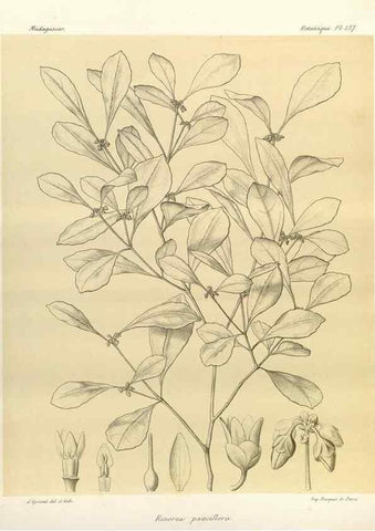 Reproducción/Reproduction 49785361933: Histoire physique, naturelle, et politique de Madagascar. Paris :Impr. nationale,1885-. 