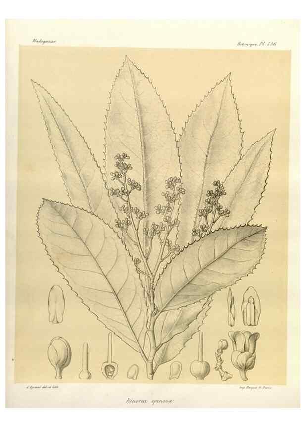 Reproducción/Reproduction 49785361608: Histoire physique, naturelle, et politique de Madagascar. Paris :Impr. nationale,1885-. 