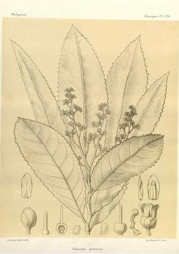 Reproducción/Reproduction 49785361608: Histoire physique, naturelle, et politique de Madagascar. Paris :Impr. nationale,1885-. 