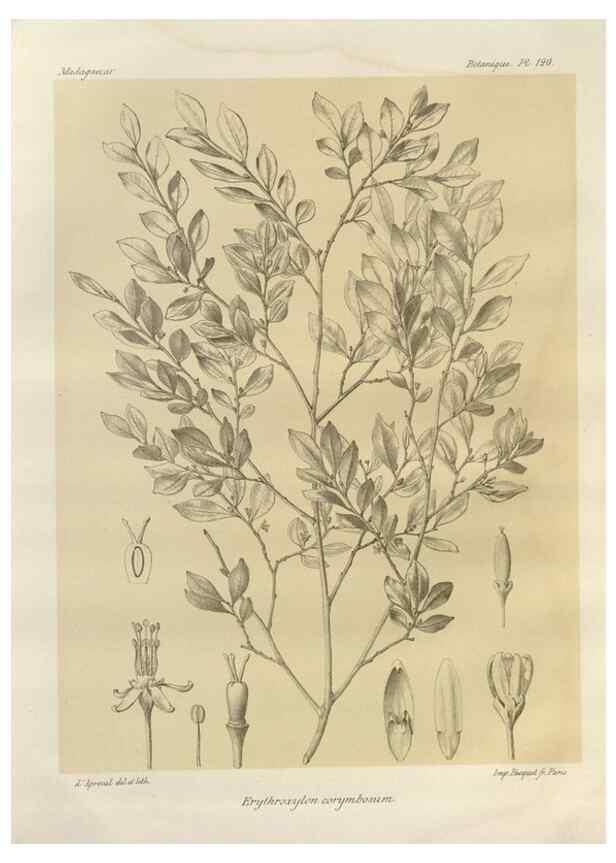 Reproducción/Reproduction 49785333433: Histoire physique, naturelle, et politique de Madagascar. Paris :Impr. nationale,1885-. 