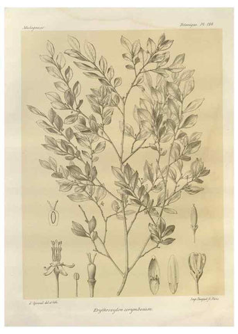 Reproducción/Reproduction 49785333433: Histoire physique, naturelle, et politique de Madagascar. Paris :Impr. nationale,1885-. 