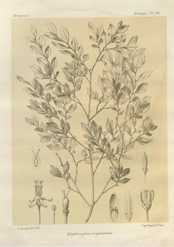 Reproducción/Reproduction 49785333433: Histoire physique, naturelle, et politique de Madagascar. Paris :Impr. nationale,1885-. 