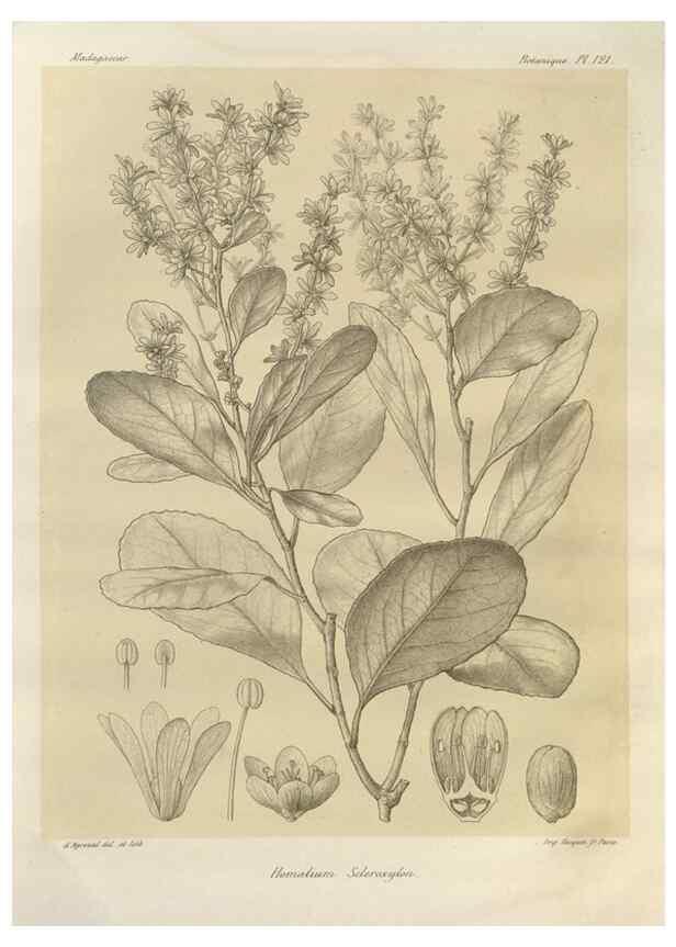 Reproducción/Reproduction 49785333733: Histoire physique, naturelle, et politique de Madagascar. Paris :Impr. nationale,1885-. 