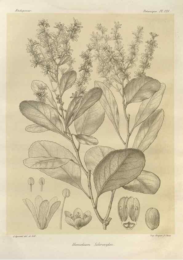 Reproducción/Reproduction 49785333733: Histoire physique, naturelle, et politique de Madagascar. Paris :Impr. nationale,1885-. 