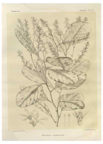 Reproducción/Reproduction 49786193112: Histoire physique, naturelle, et politique de Madagascar. Paris :Impr. nationale,1885-. 