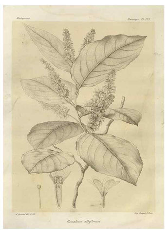 Reproducción/Reproduction 49786193317: Histoire physique, naturelle, et politique de Madagascar. Paris :Impr. nationale,1885-. 