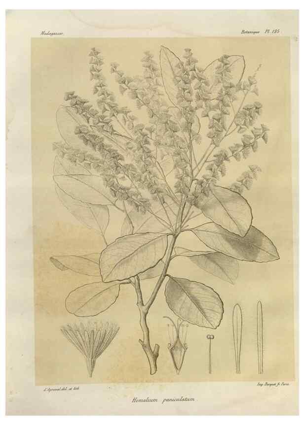 Reproducción/Reproduction 49786193937: Histoire physique, naturelle, et politique de Madagascar. Paris :Impr. nationale,1885-. 