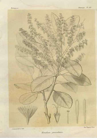 Reproducción/Reproduction 49786193937: Histoire physique, naturelle, et politique de Madagascar. Paris :Impr. nationale,1885-. 