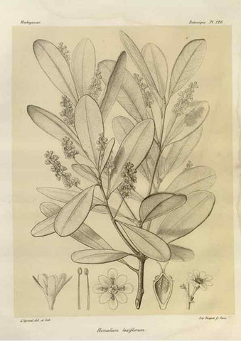 Reproducción/Reproduction 49785872981: Histoire physique, naturelle, et politique de Madagascar. Paris :Impr. nationale,1885-. 